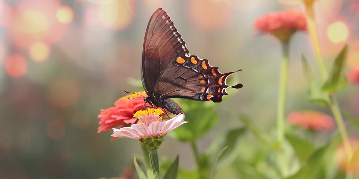 عکس گل به همراه پروانه نشسته روی آن با عکستو 