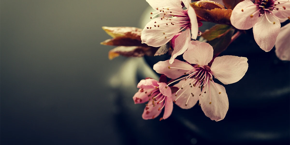 تصویربرداری ماکرو از گل بهاری با عکستو