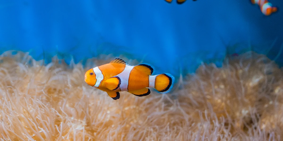 عکاسی ماکرو از ماهی با عکاسی زیردریایی