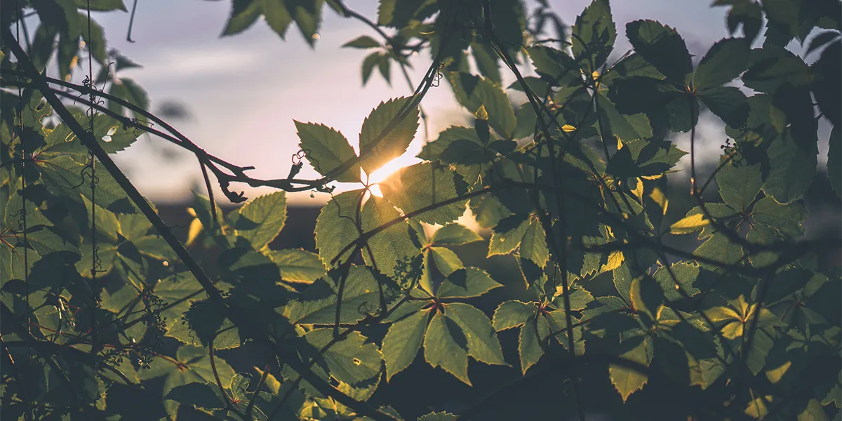 عکاسی سیلوئت هنگام طلوع خورشید با عکستو