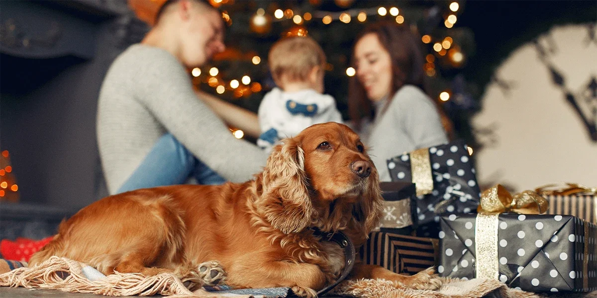 عکاسی خانوادگی با سگ در مراسم کریسمس با عکستو